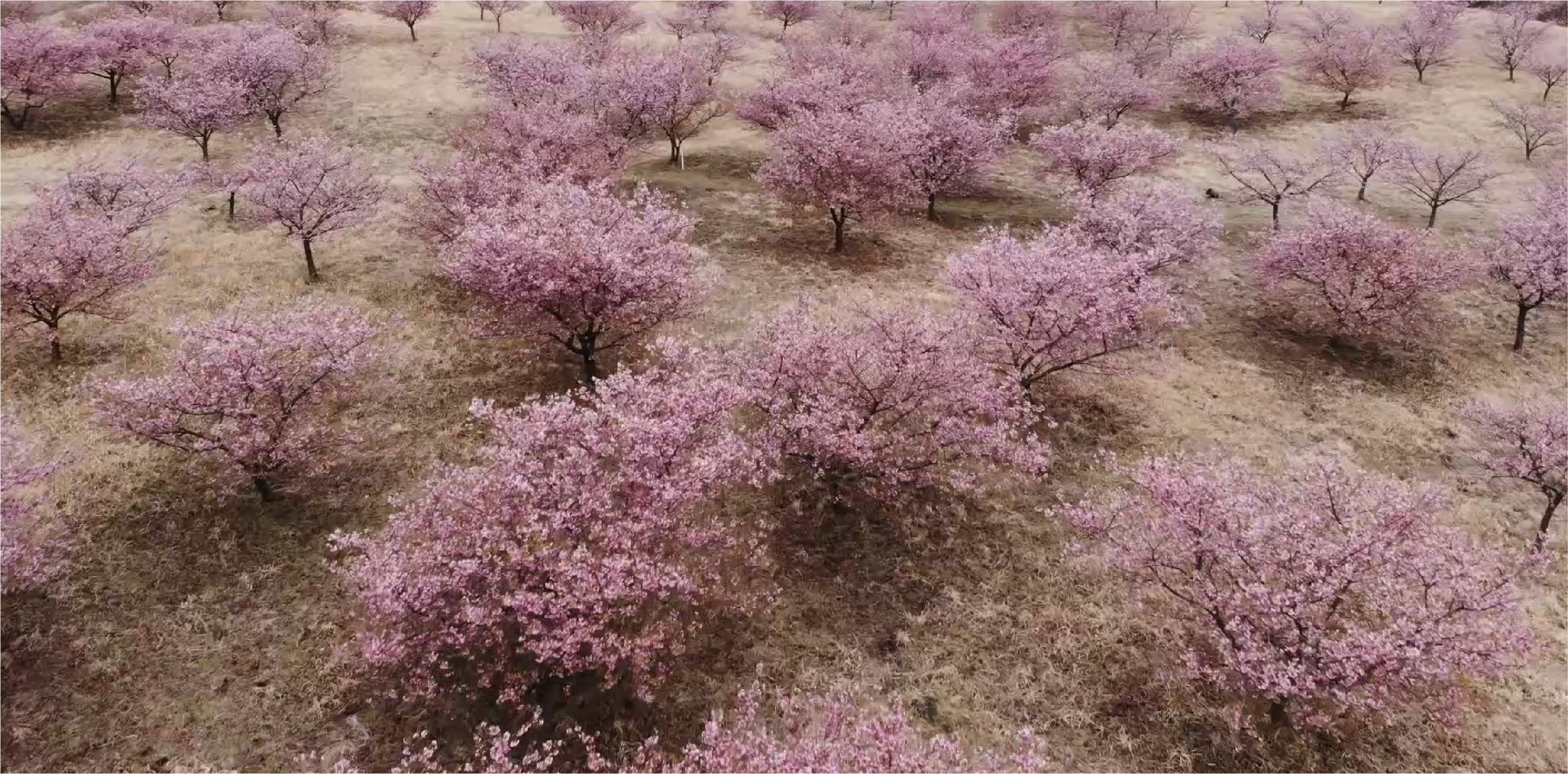 桜の風景